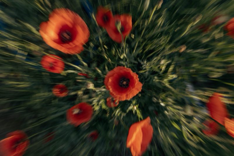 Red poppies in long grass, photographed with a zoom blur